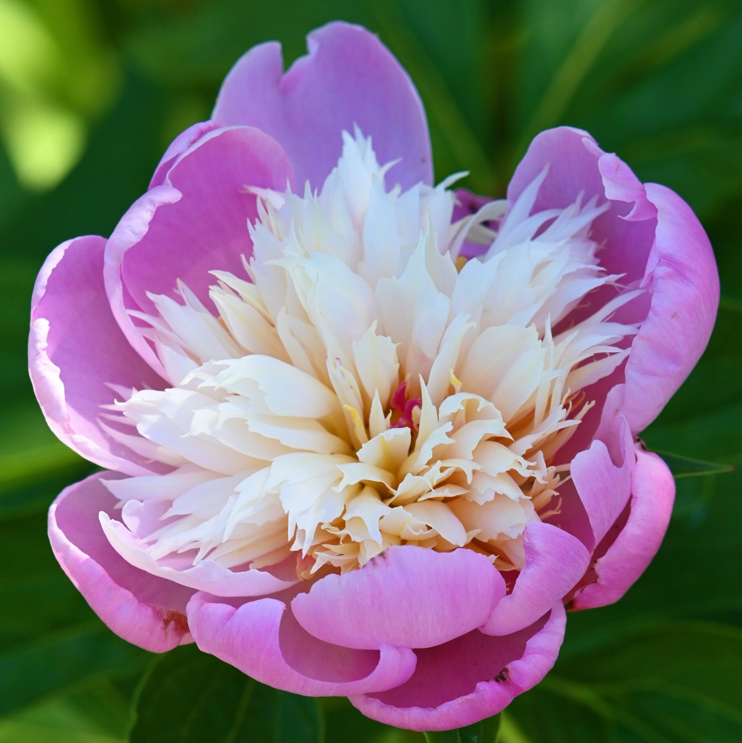 Close-up photo of a pink peony bloom.