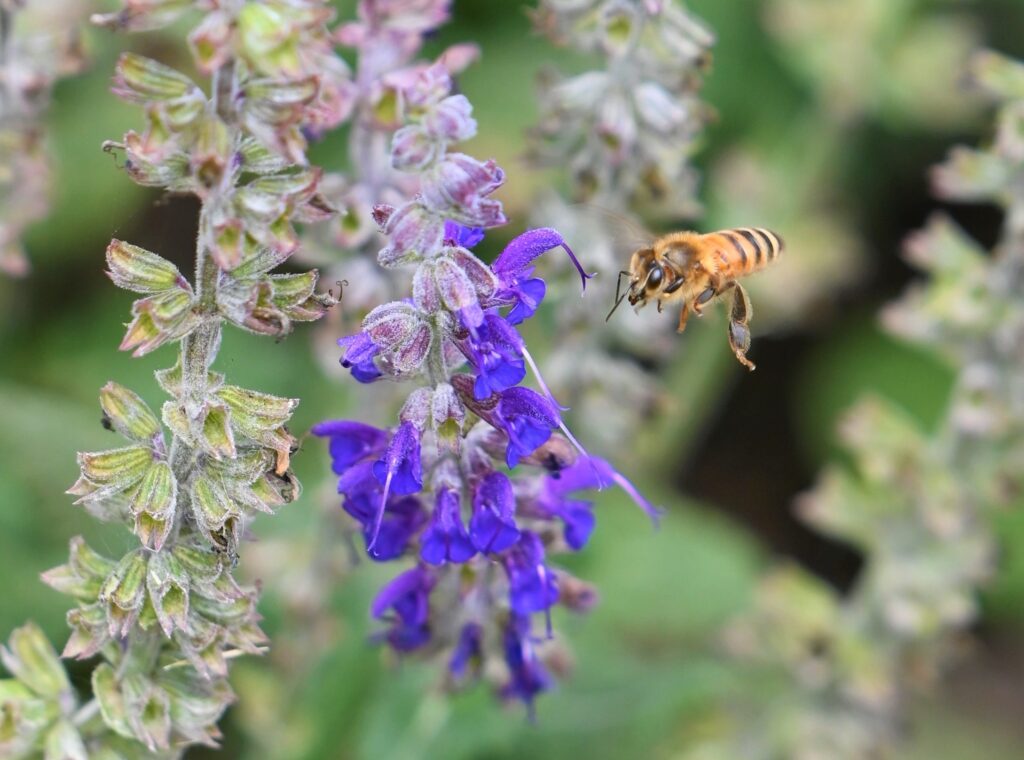 Close-up image of a bee hovering next to a branch covered in small purple 